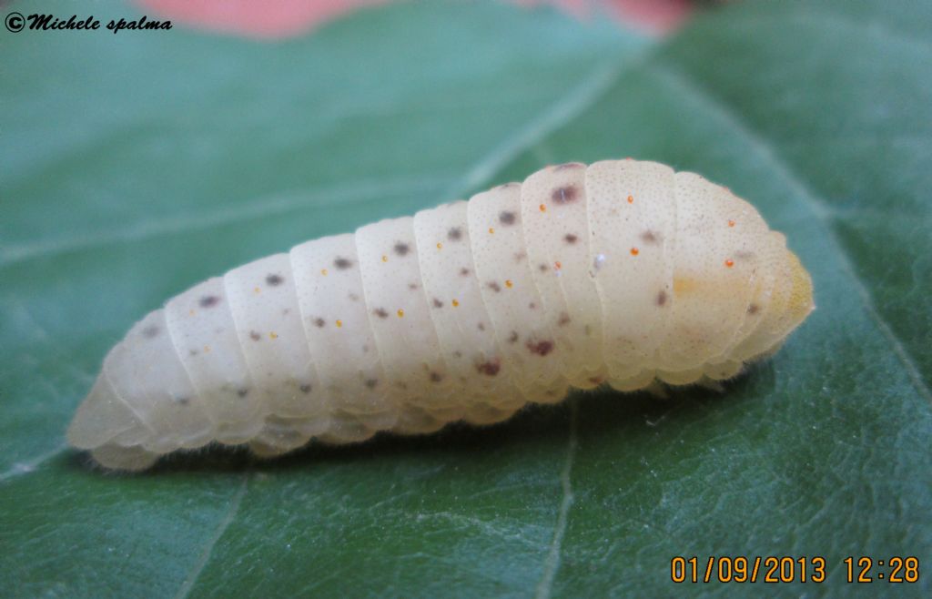 il ciclo del podalirio (Iphiclides podalirius)